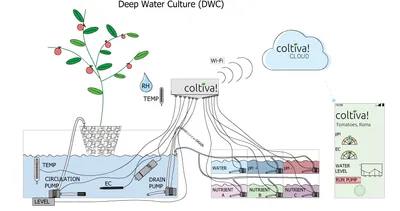 Diagram of a Deep Water Culture (DWC) hydroponic system: a plant suspended above a reservoir, with the Coltiva control unit monitoring and dosing it.
