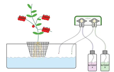 Diagram of the Coltiva control unit dosing two nutrient bottles into a plant reservoir using peristaltic pumps.